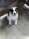 Akita Puppies for sale in Poplar Bluff, MO 63901, USA. price: $850