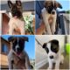 Akita Puppies for sale in Los Angeles, CA, USA. price: $250
