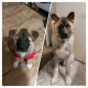 Akita Puppies for sale in Lancaster, CA, USA. price: NA