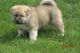 Akita Puppies for sale in Detroit Lakes, MN 56501, USA. price: NA