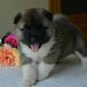 Akita Puppies for sale in Florida St, London E2, UK. price: 2300 GBP