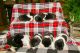 Akita Puppies for sale in Fort Shaw, MT, USA. price: NA