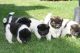 Akita Puppies for sale in Fort Shaw, MT, USA. price: NA