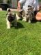 Akita Puppies for sale in Area 51, NV, USA. price: $600