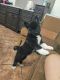 Akita Puppies for sale in Las Cruces, NM, USA. price: NA