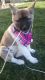 Akita Puppies for sale in Franklin, IN 46131, USA. price: NA