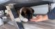 Akita Puppies for sale in 30 W Carter Dr, Tempe, AZ 85282, USA. price: NA