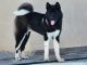 Akita Puppies for sale in Los Angeles, CA, USA. price: $1,000