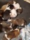 Akita Puppies for sale in Evergreen, CO 80439, USA. price: $1,000