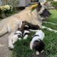 Akita Puppies for sale in Old Orchard Beach, ME, USA. price: NA