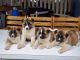 Akita Puppies for sale in Aurora, CO, USA. price: $1,000