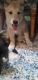 Akita Puppies for sale in Des Moines, WA, USA. price: $300