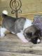 Akita Puppies for sale in Albany, NY, USA. price: NA