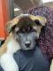 Akita Puppies for sale in Pembroke Pines, FL, USA. price: NA