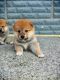 Akita Puppies for sale in Caney, KS 67333, USA. price: $2,000