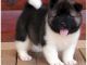 Akita Puppies for sale in Los Angeles St, Eilat, Israel. price: 650 ILS