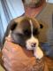 Akita Puppies for sale in Fernley, NV 89408, USA. price: $900
