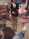 Akita Puppies for sale in Independence, MO, USA. price: NA
