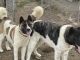 Akita Puppies for sale in Lone Oak, TX 75453, USA. price: NA
