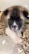 Akita Puppies for sale in Adams, NY 13605, USA. price: NA