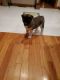 Akita Puppies for sale in Norfolk, VA, USA. price: $1,600