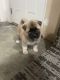 Akita Puppies for sale in Cherry Valley Blvd, Cherry Valley, CA, USA. price: NA