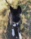 Akita Puppies for sale in 7936 Pipers Creek St, San Antonio, TX 78251, USA. price: NA
