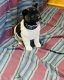 Akita Puppies for sale in Success, MO 65570, USA. price: NA