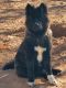 Akita Puppies for sale in El Paso, TX 79938, USA. price: $1,000