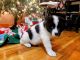 Akita Puppies for sale in Auburn, AL, USA. price: $800