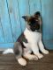 Akita Puppies for sale in Spring, TX 77373, USA. price: $5,000