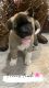 Akita Puppies for sale in Ontario, OR 97914, USA. price: NA