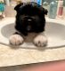 Akita Puppies for sale in Sterling Heights, MI 48312, USA. price: $750