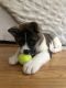 Akita Puppies for sale in Williamsville, NY 14221, USA. price: $1,300