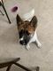 Akita Puppies for sale in Junction City, KS, USA. price: NA