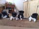 Akita Puppies for sale in Show Low, AZ 85901, USA. price: NA