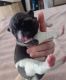 Akita Puppies for sale in Ossineke Township, MI, USA. price: $1,500