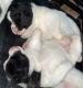 Akita Puppies for sale in White Settlement, TX, USA. price: NA