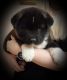 Akita Puppies for sale in Walland, TN 37886, USA. price: $1,250