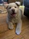 Akita Puppies for sale in Vancouver, WA 98664, USA. price: NA