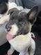 Akita Puppies for sale in Lochbuie, CO, USA. price: $1,200