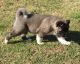 Akita Puppies for sale in Bakersfield, CA, USA. price: $2,000