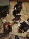 Akita Puppies for sale in Schenectady, NY, USA. price: NA