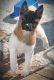 Akita Puppies for sale in Racine, WI, USA. price: $400
