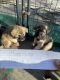 Akita Puppies for sale in Riverview, FL, USA. price: NA