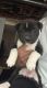 Akita Puppies for sale in Denver, CO, USA. price: $600
