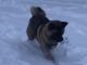 Akita Puppies for sale in Clarion, PA 16214, USA. price: NA