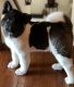 Akita Puppies for sale in Goshen, IN, USA. price: $1,500