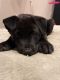 Akita Puppies for sale in Lincoln, WA 99147, USA. price: $600