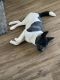 Akita Puppies for sale in Spring Hill, FL, USA. price: NA